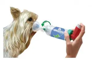 AeroDawg4