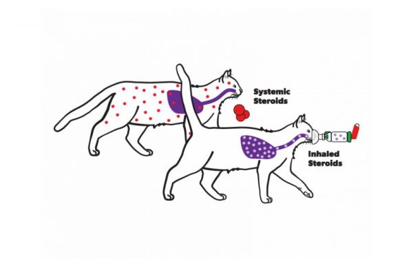 AeroKat5